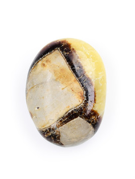 Septarian Palm Stone