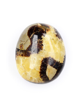Septarian Palm Stone