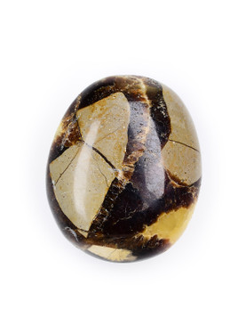 Septarian Palm Stone