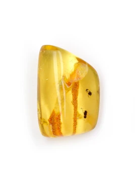 Amber with Insects