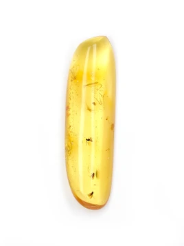 Amber with Insects
