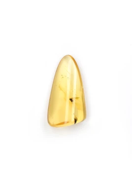 Amber with Insects
