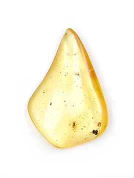Amber with Insects