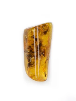 Amber with Insects