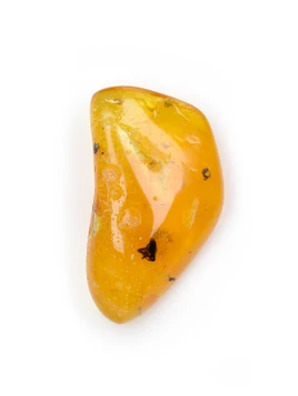 Amber with Insects