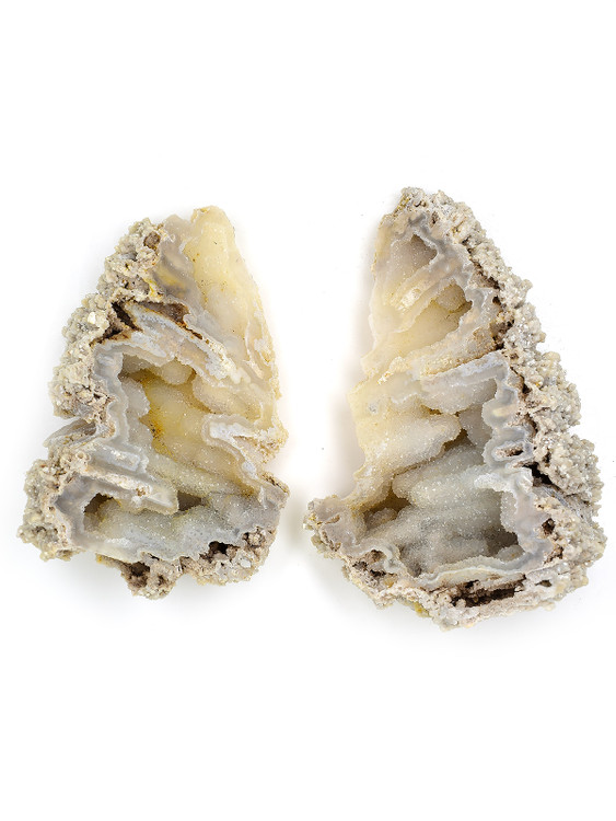 Agatized Coral Pair