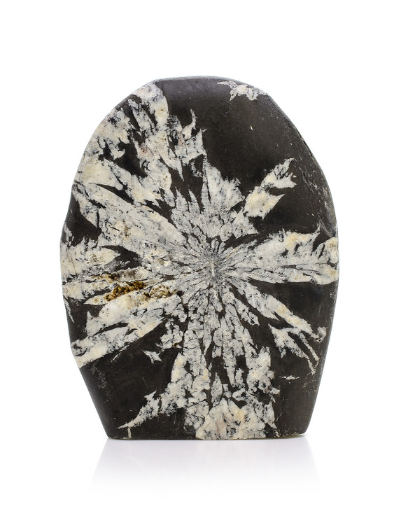 Chrysanthemum Stone