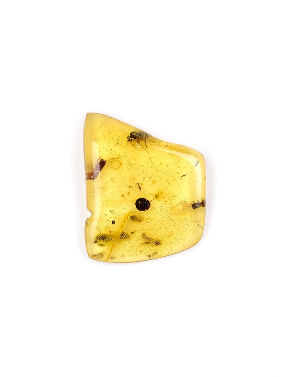 Amber with Insects