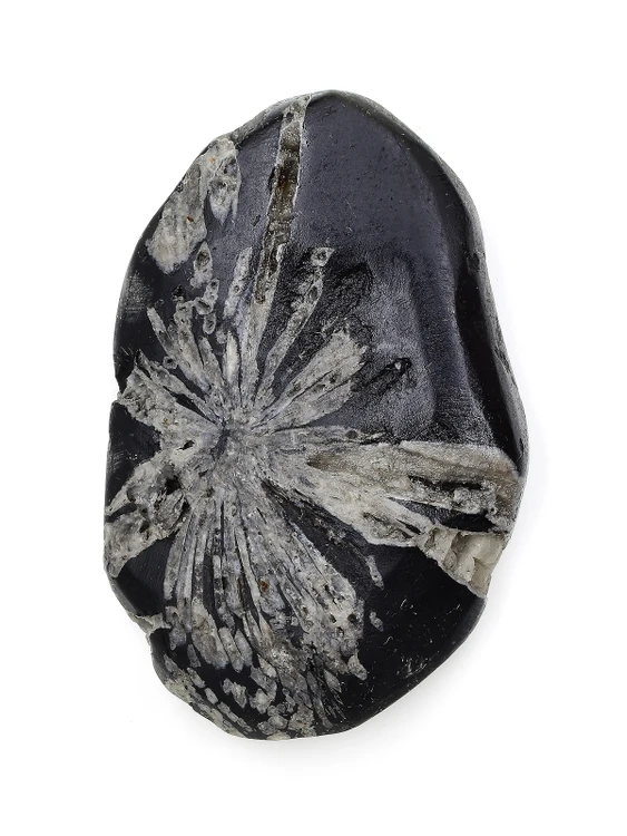 Chrysanthemum Stone