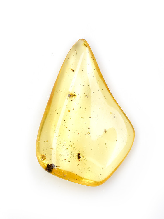 Amber with Insects