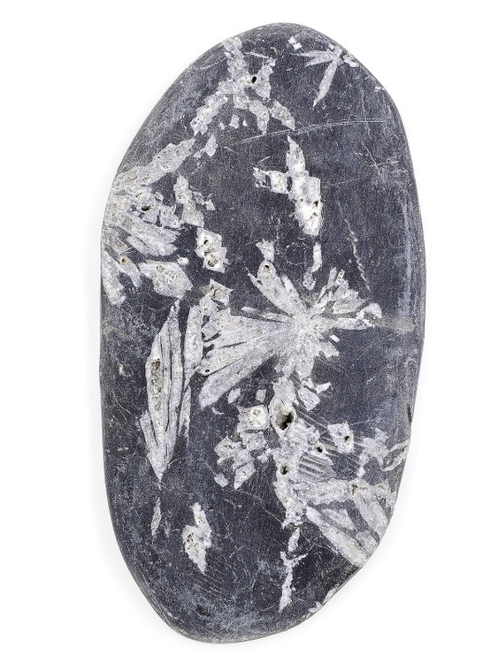Chrysanthemum Stone - 1-WEN-58