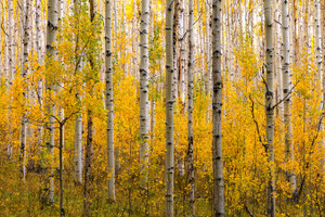New Growth Aspens