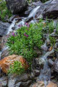 Perry's Primrose Portrait