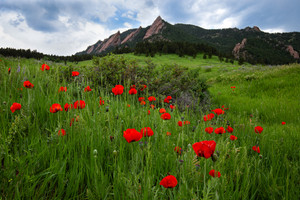 Flatiron Poppies