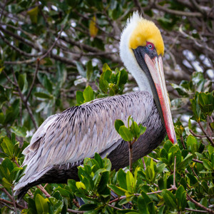Adult Brown Pelican Profile