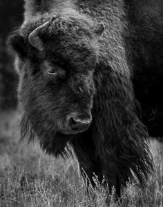 American Bison