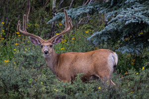 Deer Buck