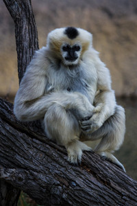 Gibbon