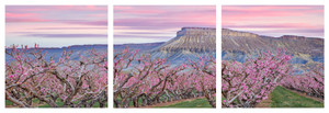 Palisade Peachy Sunrise