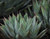 Agave