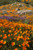 California Poppies