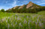 Upper Lupine Flatiron