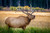 Bull Elk Bugling