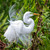 Great Egret Plumes