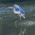 Heron Landing