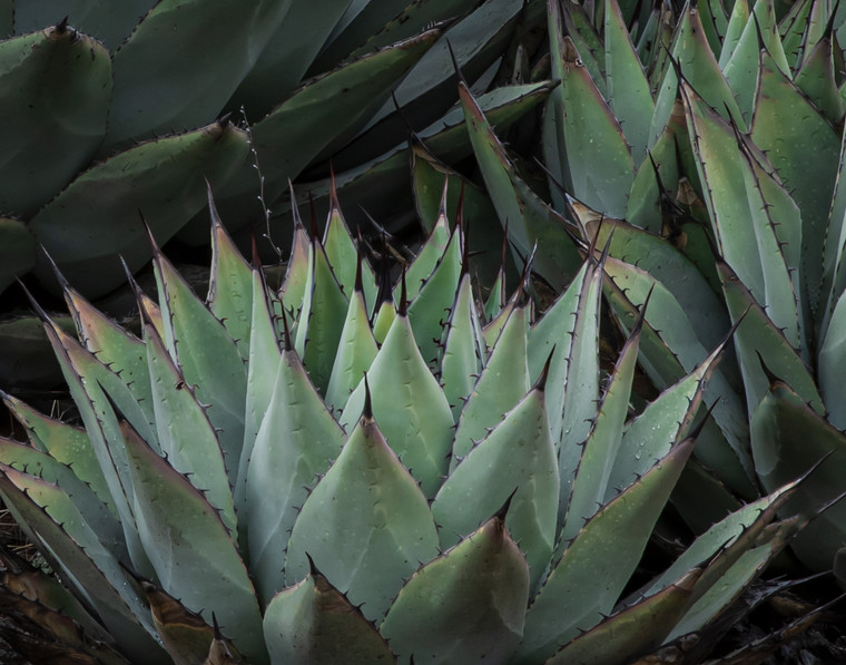 Agave