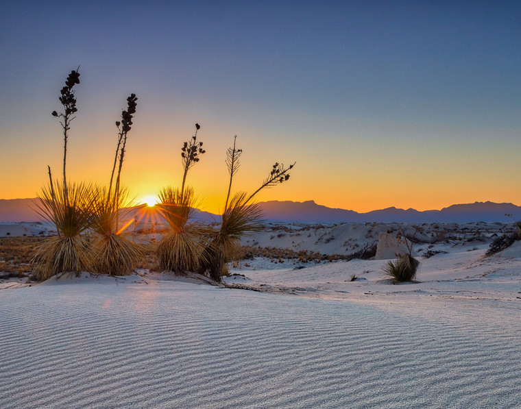 White Sands Yucca Sunburst