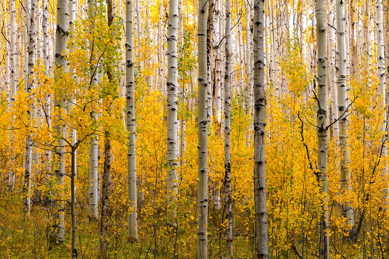 New Growth Aspens
