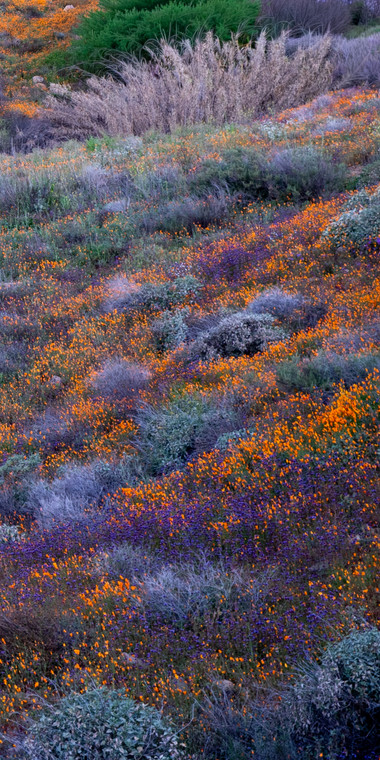 Superbloom Abundant