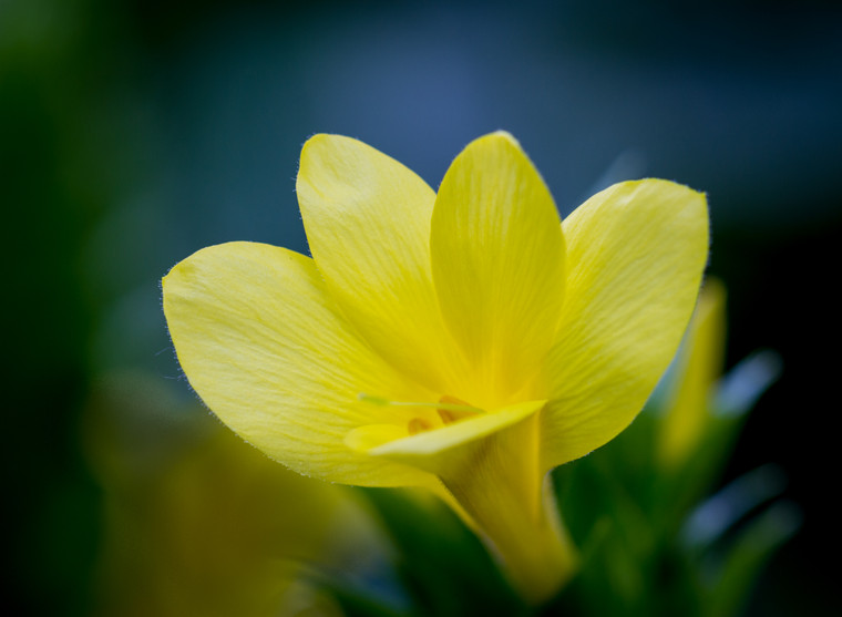 Yellow Freesia