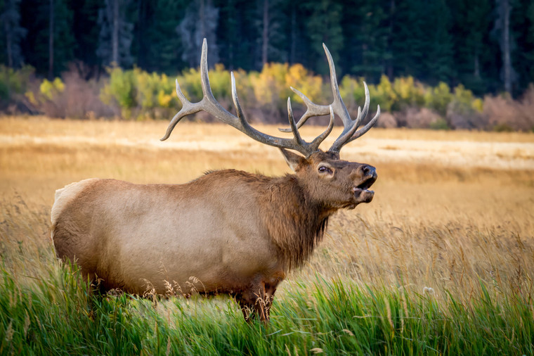 Bull Elk Bugling