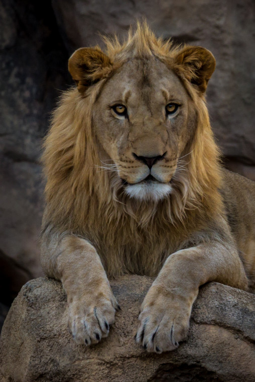 Lion Portrait