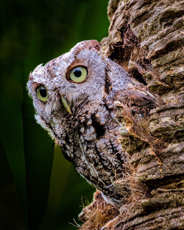 Screech Owl