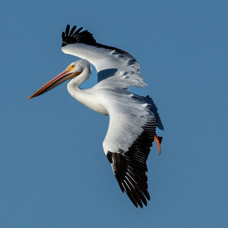 American Pelican