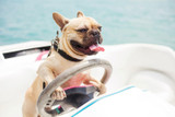 Tips For Taking Your Dog Boating