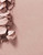Shell Texture