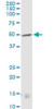 Monoclonal Anti-CNR1 antibody produced in mouse clone 2F9, purified immunoglobulin, buffered aqueous solution