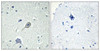 Anti-CNR1 antibody produced in rabbit affinity isolated antibody