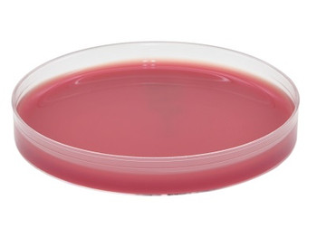 AnaeroGRO Anaerobic PEA (Phenylethyl Alcohol) Agar, Pre-reduced 15x100mm plate, one plate per mylar pouch