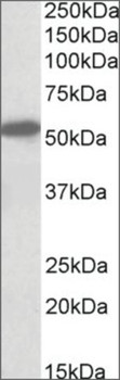 Anti-CNR1 (N-terminal) antibody produced in goat affinity isolated antibody, buffered aqueous solution