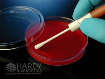 Lactobacillus casei derived from ATCC 334