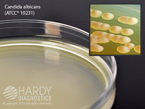 Malt Extract Agar with Chloramphenicol, deep fill, 15x100mm plate