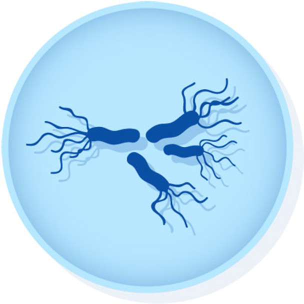 Salmonella enterica subsp. enterica serovar Enteritidis derived from ATCC 49223