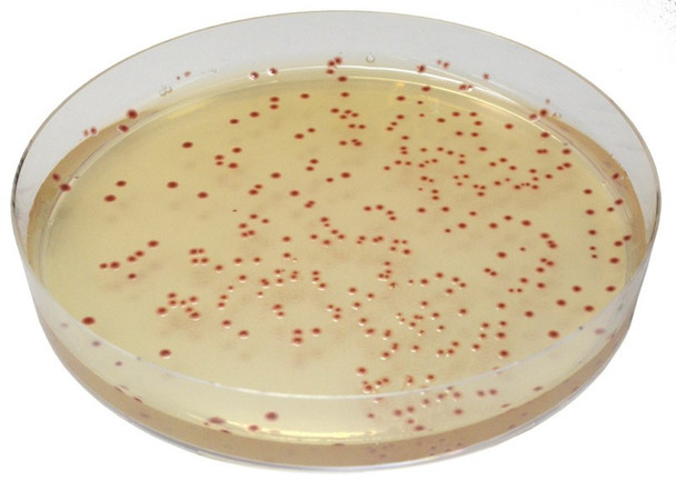 EZ-CHROM Campylobacter prepared plates (20 Plates)