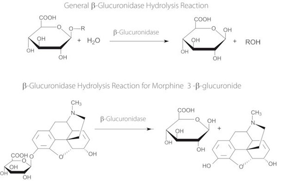 Beta-Glucuronidase from limpets (Patella vulgata) aqueous solution