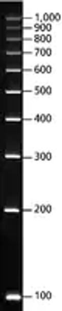 PCR 100 bp Low Ladder for electrophoresis of PCR fragments